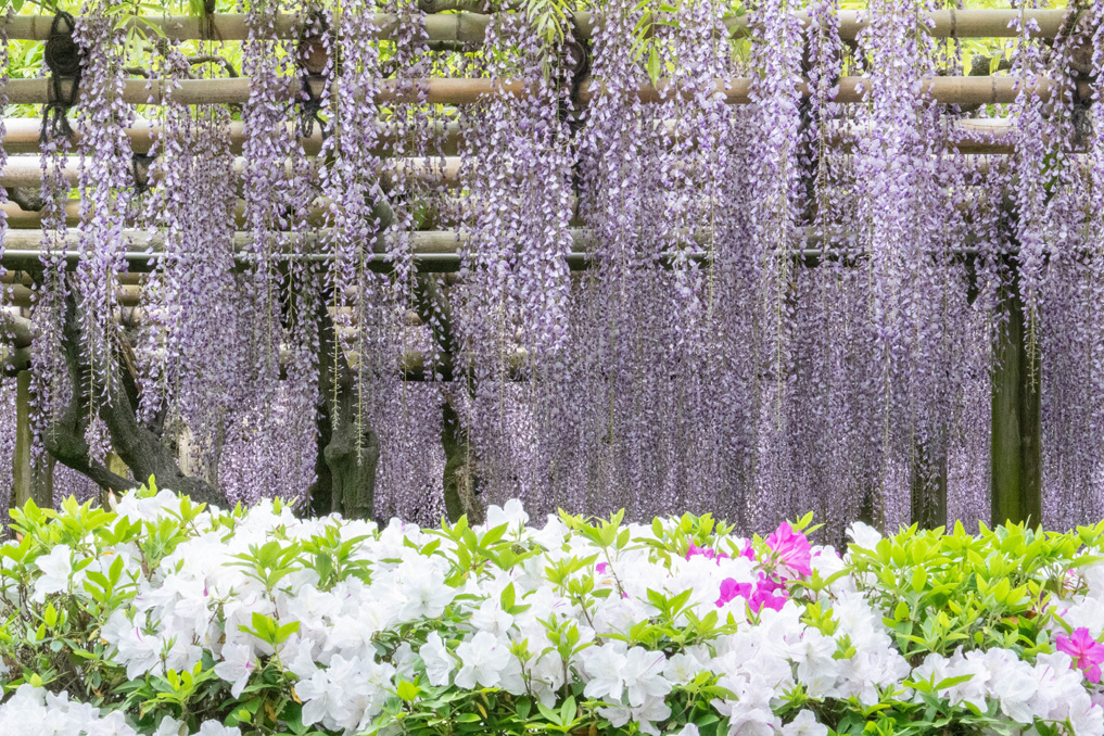 平等院の藤とつつじの画像
