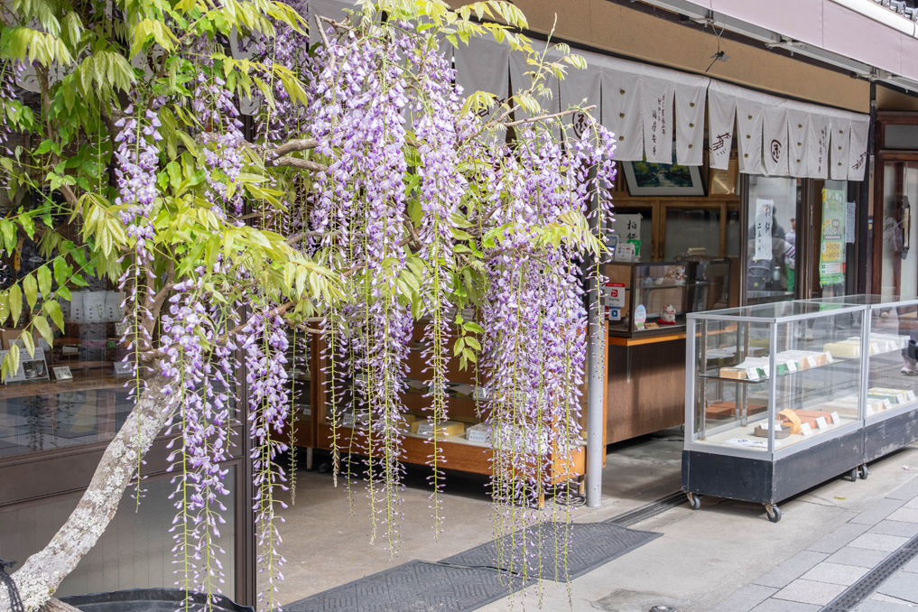 平等院表参道の藤の画像