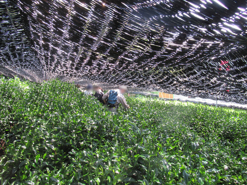 令和8年5月2日、「宇治新茶 八十八夜茶摘みの集い」　茶積み体験画像