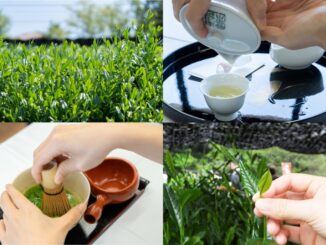 令和８年５月２日（土）、八十八夜の当日に、宇治茶会館・茶業センター茶園（京都府宇治市宇治折居）で「宇治新茶 八十八夜茶摘みの集い」が開催予定