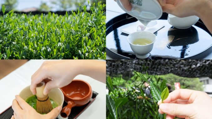 令和８年５月２日（土）、八十八夜の当日に、宇治茶会館・茶業センター茶園（京都府宇治市宇治折居）で「宇治新茶 八十八夜茶摘みの集い」が開催予定