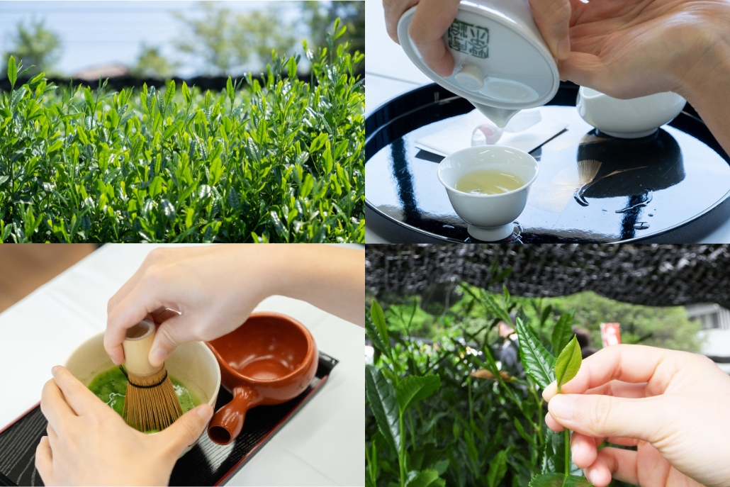 令和８年５月２日（土）、八十八夜の当日に、宇治茶会館・茶業センター茶園（京都府宇治市宇治折居）で「宇治新茶 八十八夜茶摘みの集い」が開催予定