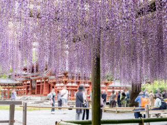 平等院の藤の画像