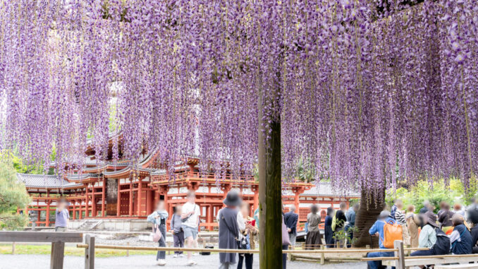 平等院の藤の画像