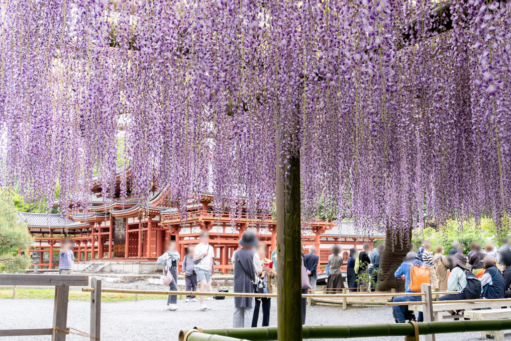平等院の藤の画像