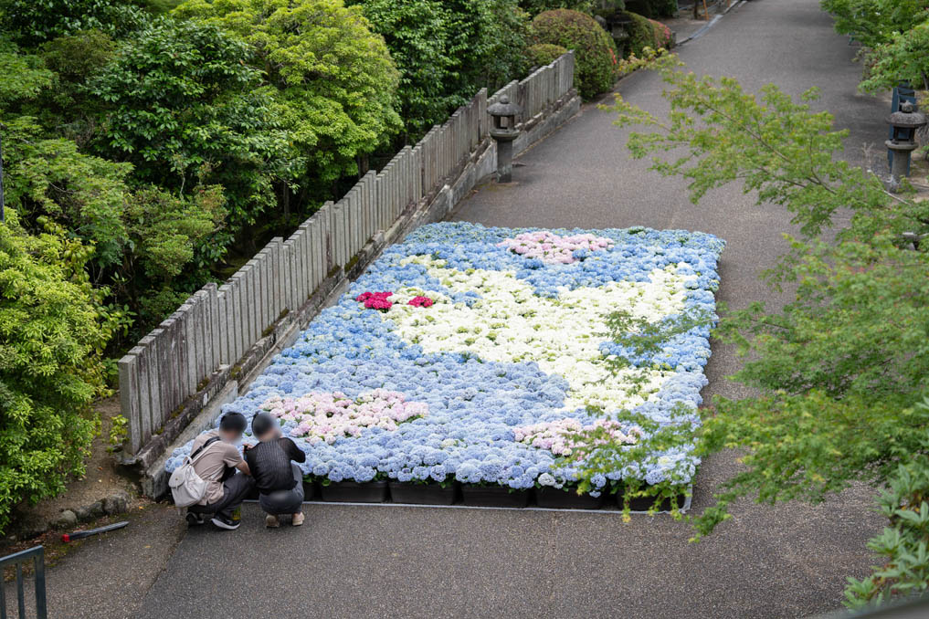 2026年の「三室戸寺」あじさいアートを眺める画像