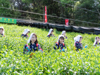 「宇治新茶 八十八夜茶摘みの集い」の画像３