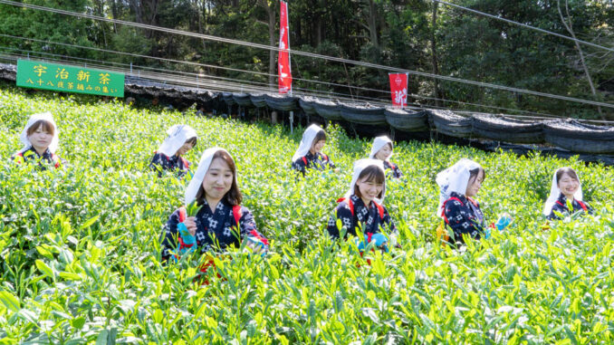 「宇治新茶 八十八夜茶摘みの集い」の画像３