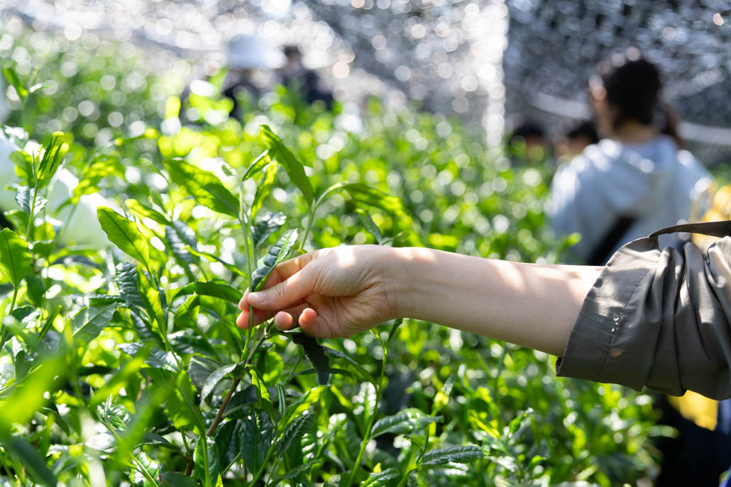 「宇治新茶 八十八夜茶摘みの集い」　茶積み体験画像