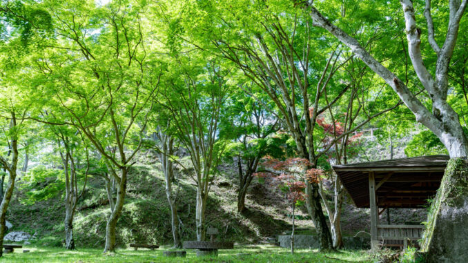 笠置寺の新緑の画像