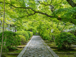 一休寺の新緑の画像