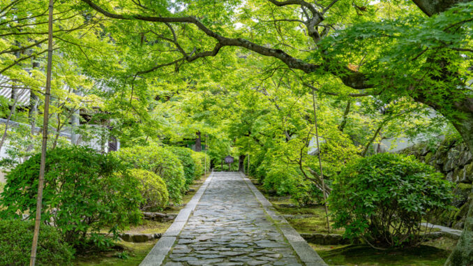 一休寺の新緑の画像