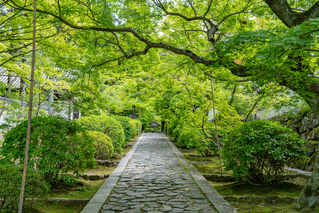 一休寺の新緑の画像