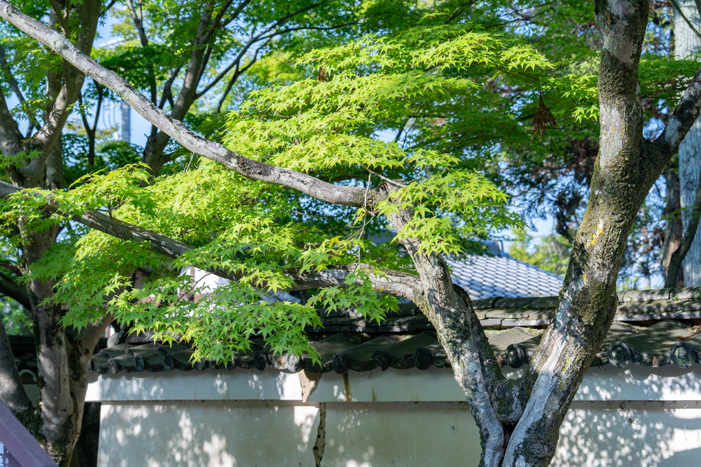 一休寺境内の新緑の画像