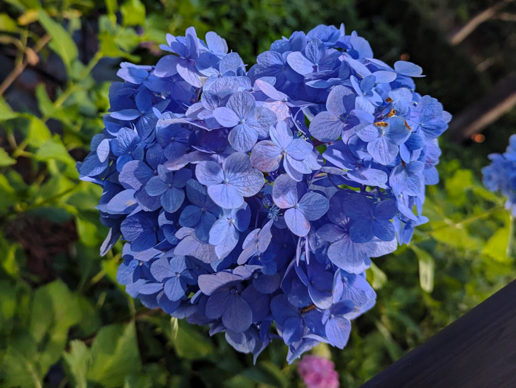 三室戸寺さんのハート形のあじさいの画像