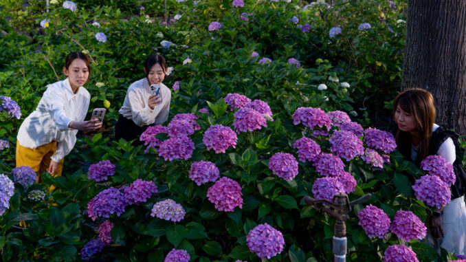 三室戸寺さんのあじさい園ライトアップの画像