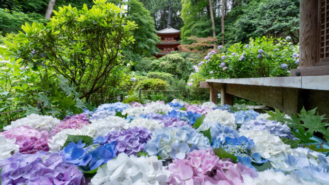 「高雄山 岩船寺」　あじさいの画像４