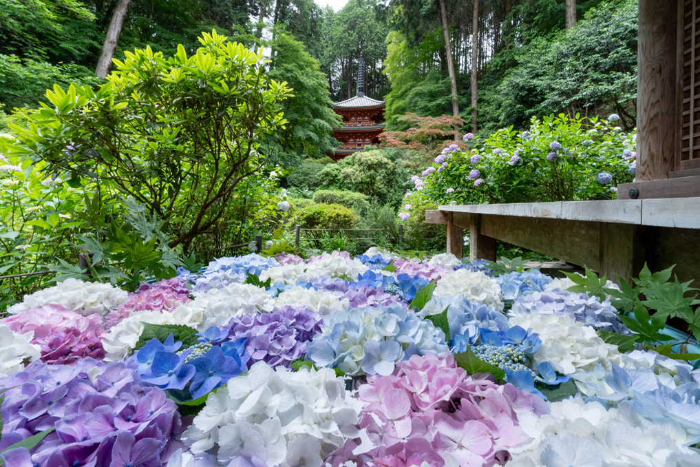 「高雄山 岩船寺」　あじさいの画像４