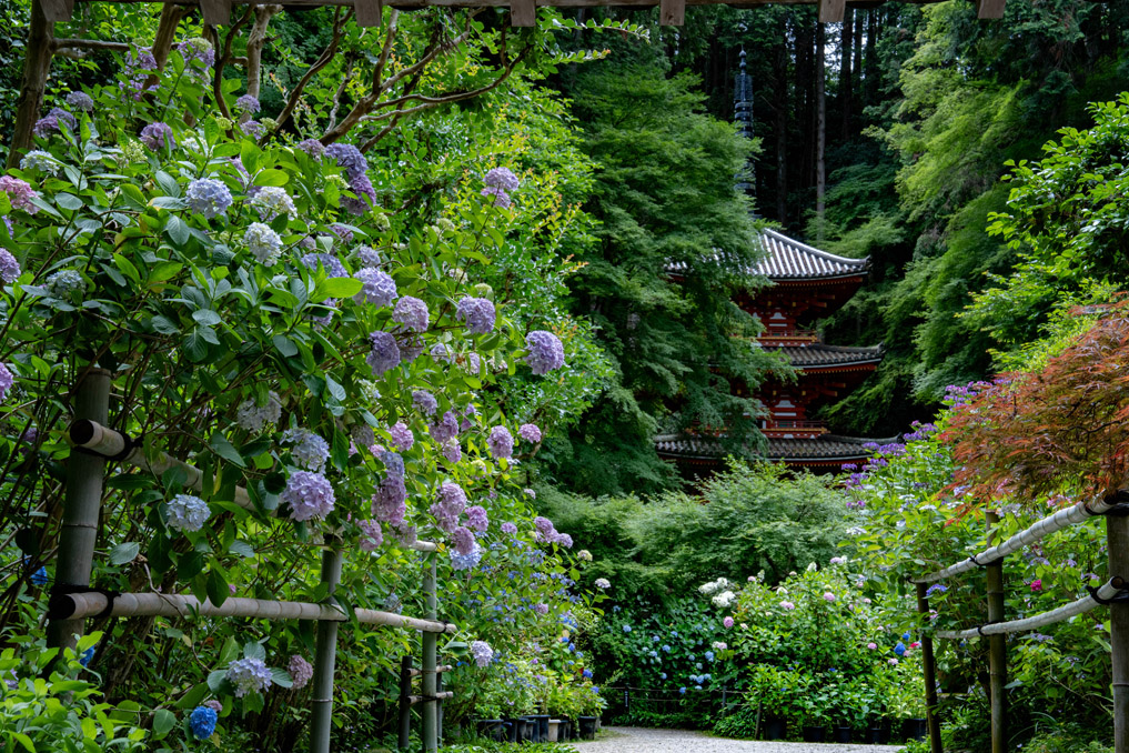 「高雄山 岩船寺」　あじさいの画像１