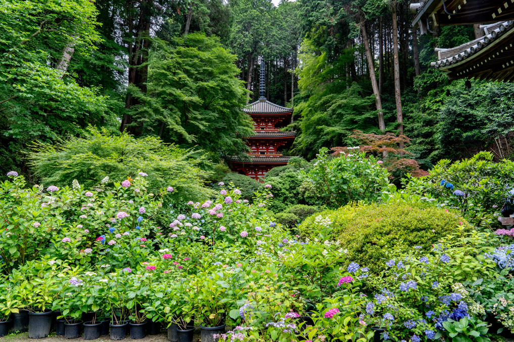 「高雄山 岩船寺」　あじさいの画像２