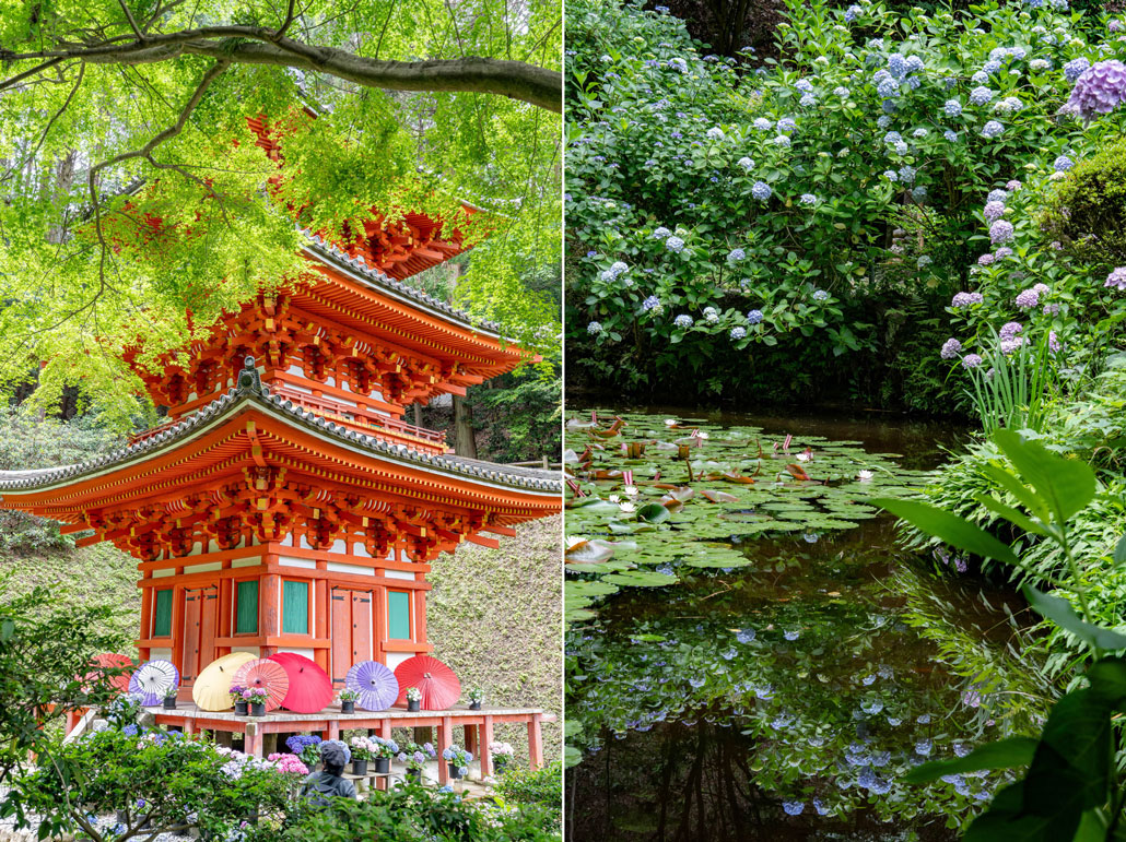 「高雄山 岩船寺」　あじさいの画像５