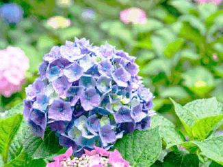 紫陽花の画像