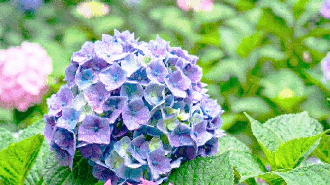 紫陽花の画像