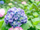 紫陽花の画像