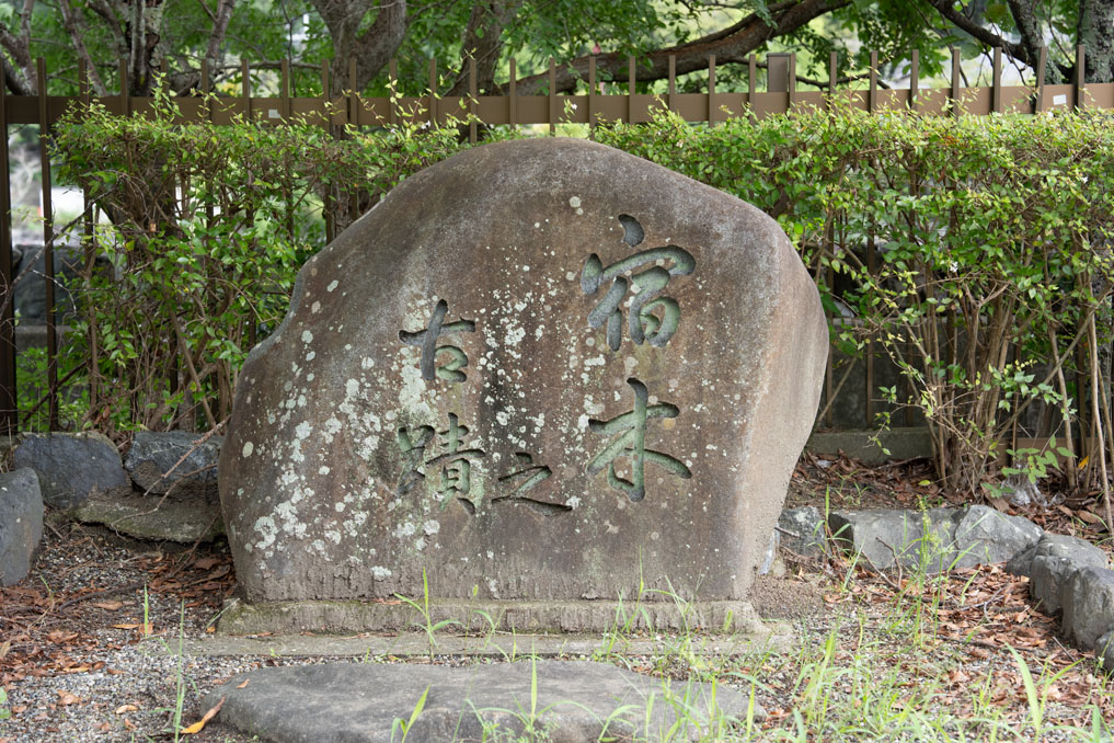 宿木の画像