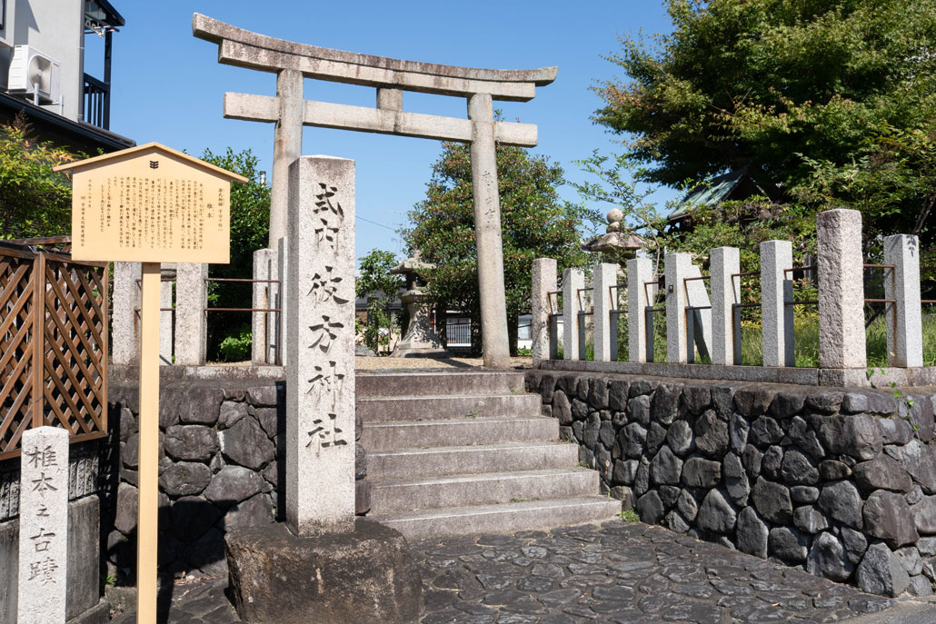 椎本の画像１