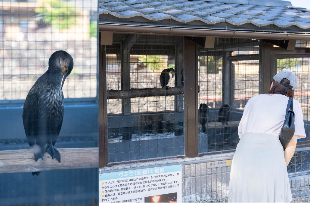 ウッティの画像